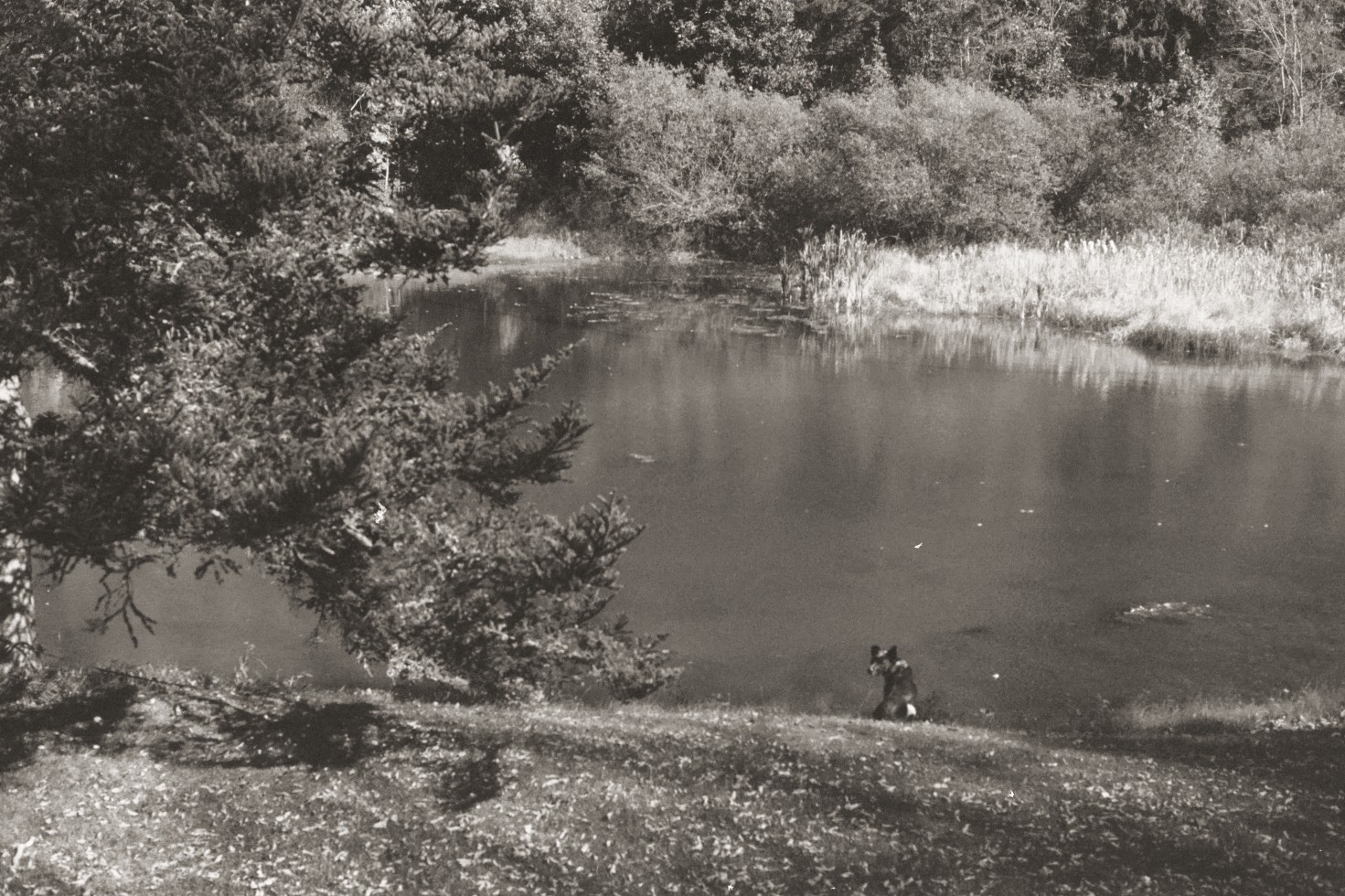 A dog sitting at the edge of a quiet pond, with pine trees and tall grass around it